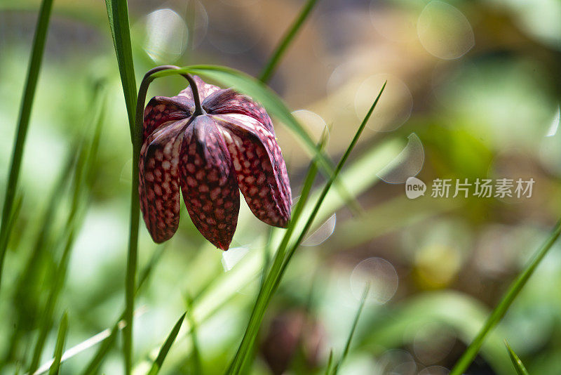 蛇头贝母(Fritillaria meleagris)在其自然环境，沼泽，模糊的背景